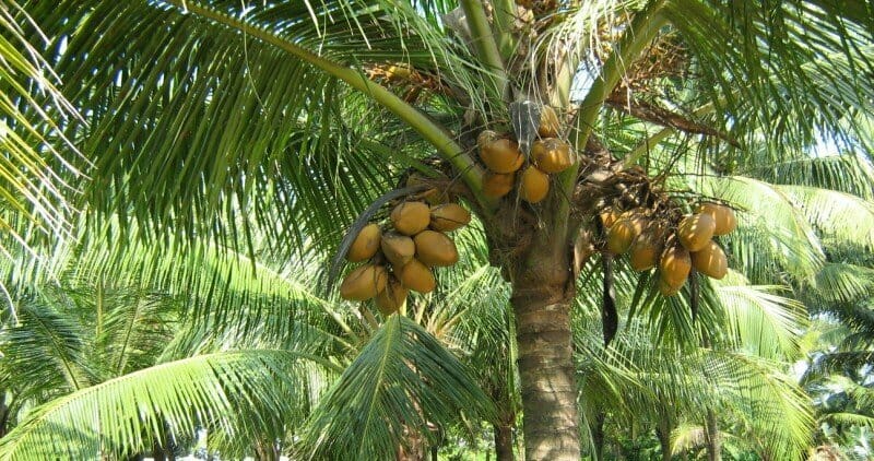 A Coconut Tree Child